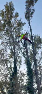 Démontage de peupliers