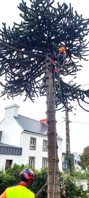 Démontage d'un araucaria