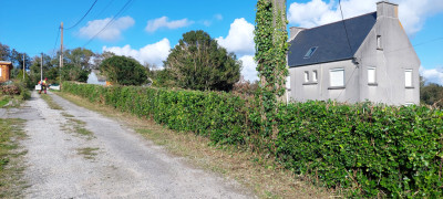 Taille d'une haie de troène